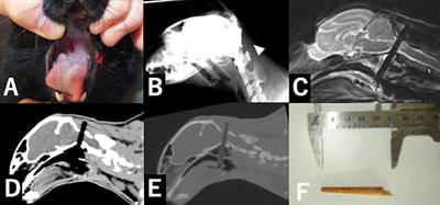 Case Report: Transoral Penetrating Medullocervical Injury by a Chopstick in Three Cats